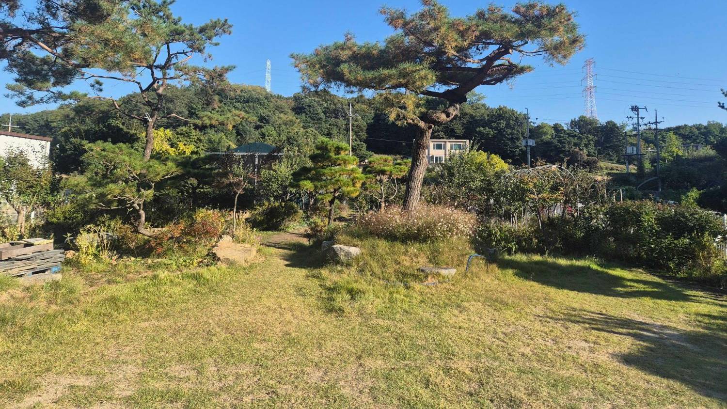 잔디 마당에 선 소나무